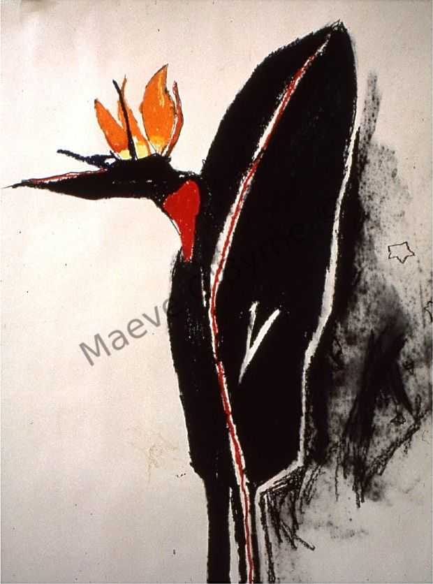 Bird of Paradise on White Background
